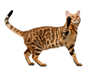 Fototapeta na wymiar bengal cat stand and raising up paw