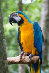 Ara jaune et bleu