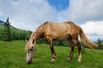 Fototapeta na wymiar Bay horse grazes in the mountains