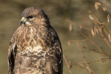 Common Buzzard