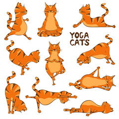 Funny red cat doing yoga position - 78854770
