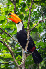 Toucan
