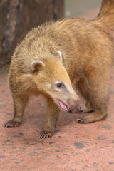 Coati