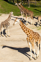 Giraffes at zoo