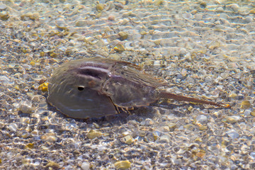 Horseshoe crab in shallow water