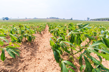 Cassava farm as the agriculture in Thailand