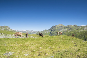 Obraz premium Sommer auf der Alm