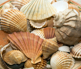 sea shells