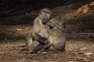 Two baboon friends