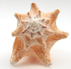 Seashell