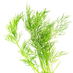 Dill