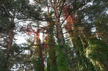 Сосны-великаны, заросшие плющом © iuliiia