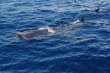 Fototapeta premium whale shark Rhincodon typus swims at water surface