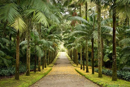 Palmenallee