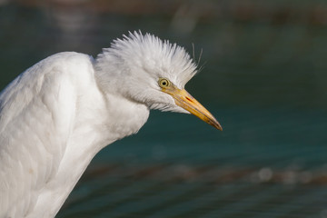 Cattle egret (Bubulcus ibis)