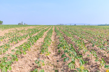 Fototapeta na wymiar Cassava farm as the agriculture in Thailand