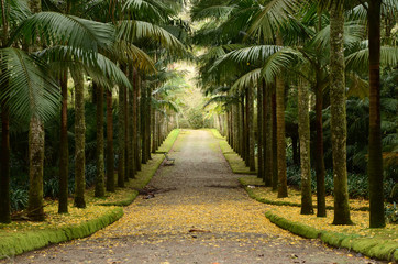Obraz premium Palmenallee