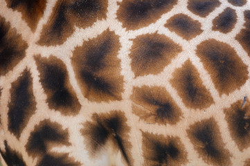 Obraz premium Giraffe skin with pattern