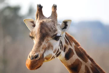 Crédence de cuisine en verre imprimé Girafe Tête de girafe avec cou