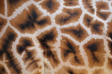 Obraz premium Giraffe skin with pattern