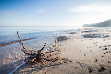 Strandgut an der Ostsee