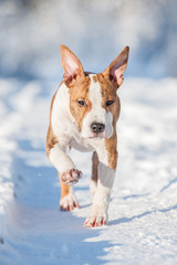 American staffordshire terrier puppy running in winter