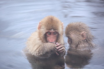 Child monkey in hot spring