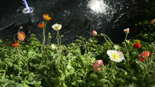 Scenic Flower Garden