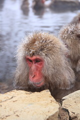 Snow monkey in hot spring