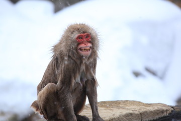 Naklejka premium Angry monkey