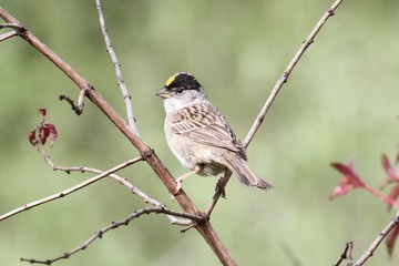 Obraz premium Golden-crowned Sparrow