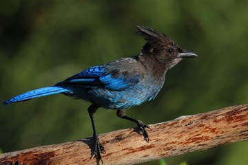 Stellers Jay (Cyanocitta stelleri) on a perch