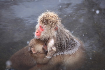 Monkey mother and baby in hot spring