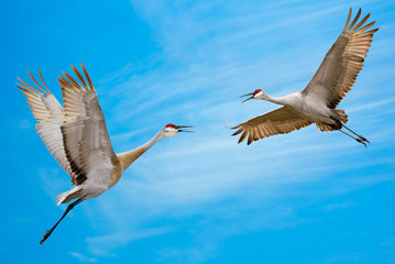 Obraz premium Sandhill Cranes