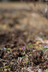 Lamium amplexicaule