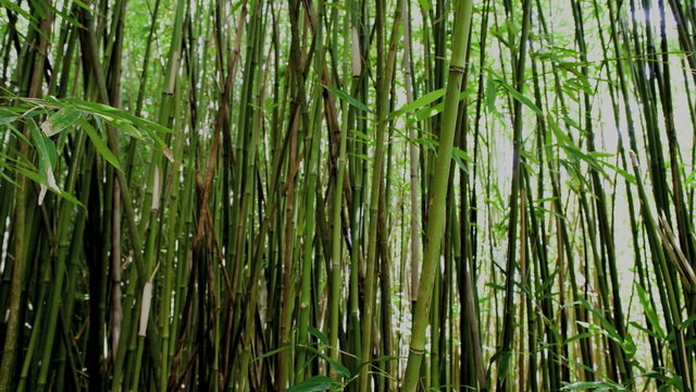 Pan of Bamboo Forest
