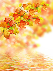Naklejka na ściany i meble autumn foliage