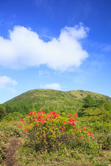 Japanese azalea with Mt. Yunomaru, Nagano