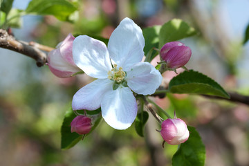 Obraz premium apple blossoms