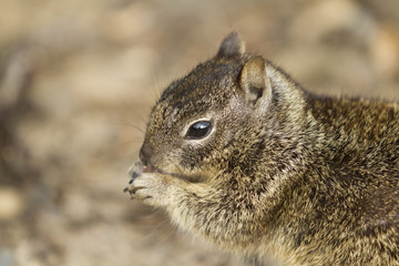 Coastal Squirrel