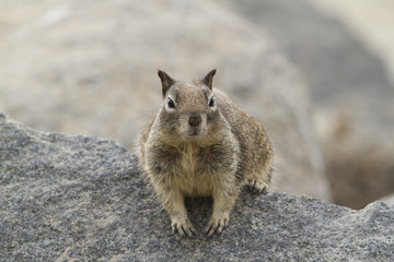 Coastal Squirrel