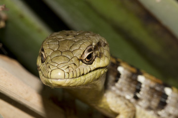 Lizard Close Up