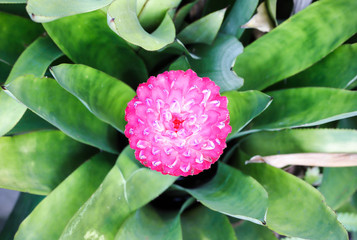 Bromeliad