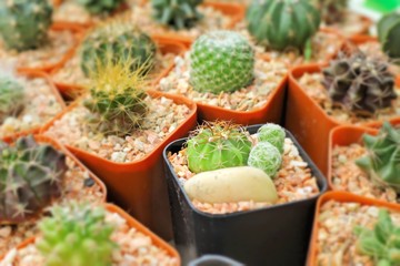 Close up of the cactus