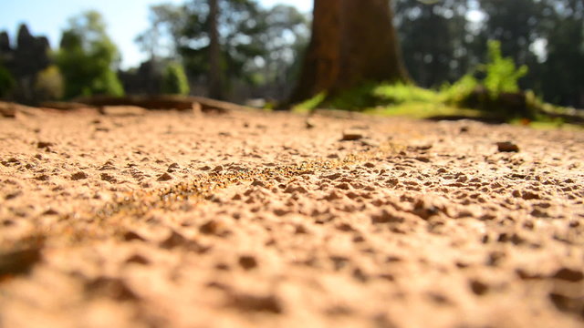 Giant Ant Colony on the March in the Jungle