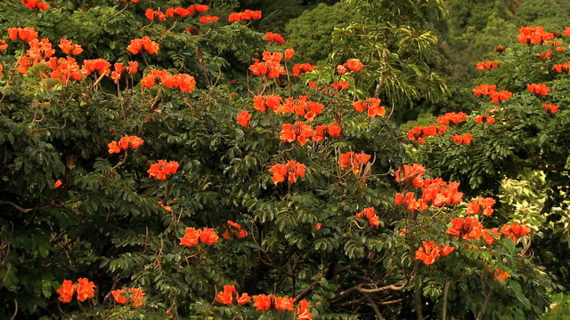 African Tulip Trees - Time Lapse
