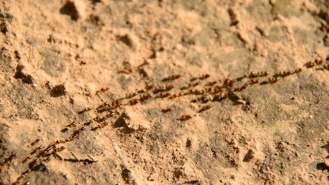 Giant Ant Colony on the March in the Jungle