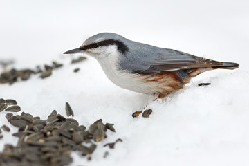 Feeding hungry birds in the winter. Sitta europaea