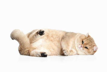 Cat. Golden british cat on white background