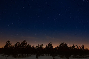 Fototapeta na wymiar Trees on a background of the night starry sky